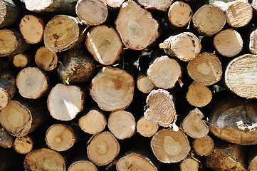 Image showing Pile of log