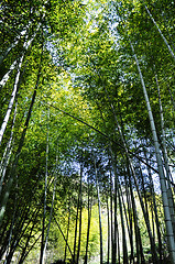 Image showing Bamboo forest