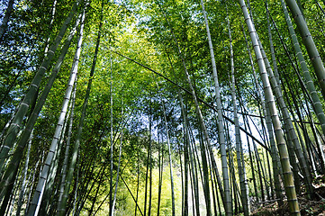 Image showing Bamboo forest