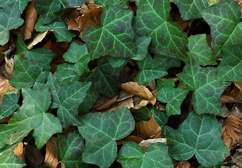 Image showing Spring leaves background