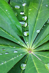 Image showing water drops on green leaf