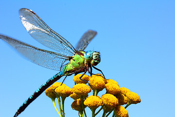 Image showing dragonfly on yellow flower macro