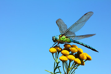 Image showing dragonfly on yellow flower