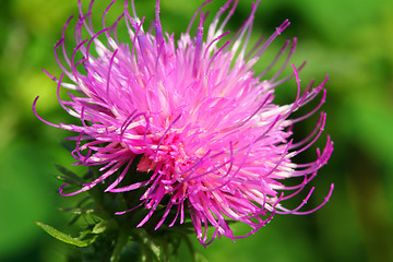 Image showing thistle flower macro