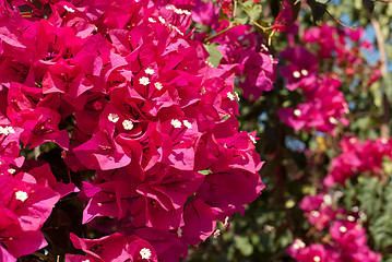 Image showing Bougainvillea