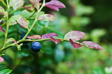 Image showing Blueberry