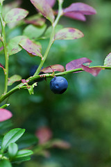 Image showing blueberry