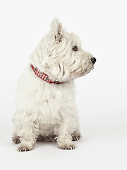 Image showing white Terrier