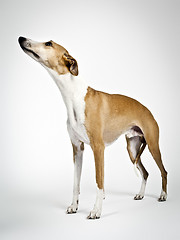 Image showing whippet