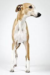 Image showing whippet