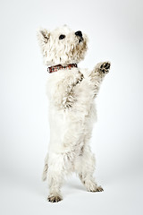 Image showing white Terrier