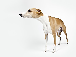 Image showing whippet