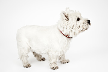 Image showing white Terrier