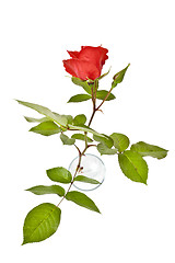 Image showing red rose