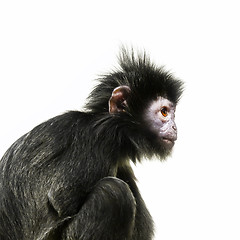 Image showing black ape with orange eye