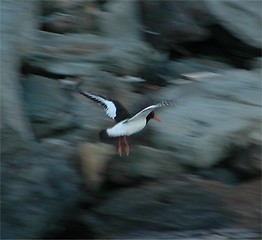 Image showing Oyster catcher 17.06.2005