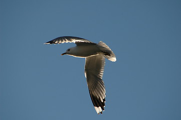 Image showing Sea Gull 17.06.2005