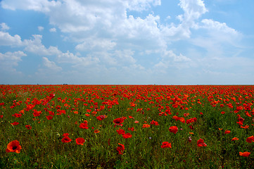 Image showing Natural summer beauty