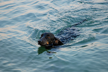 Image showing Dachshund in the sea