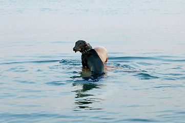 Image showing Dachshund in the sea