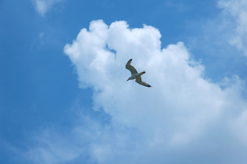 Image showing Sea gull