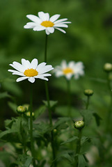 Image showing daisies