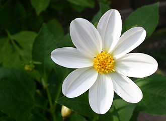 Image showing white dahlia right