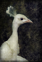 Image showing White peacock