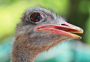 Image showing ostrich bird