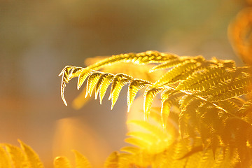 Image showing leaf with sun ray