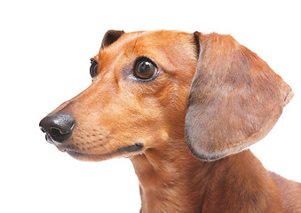 Image showing dachshund