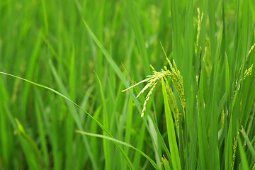 Image showing paddy rice