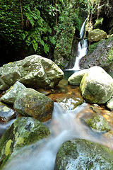 Image showing stream in jungle