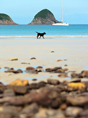 Image showing dog on beach