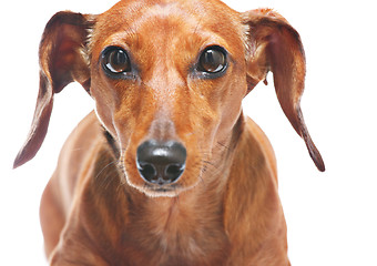 Image showing dachshund look at you