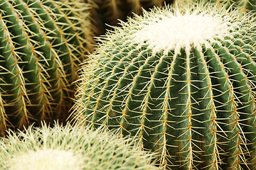 Image showing cactus close up