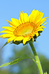 Image showing Sunflower