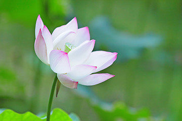 Image showing lotus flower