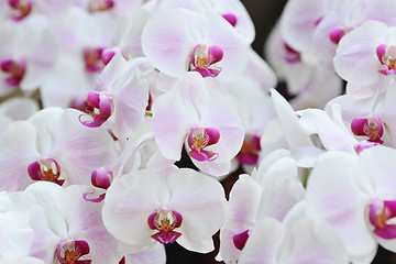 Image showing orchid flowers