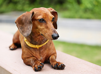 Image showing dachshund in park