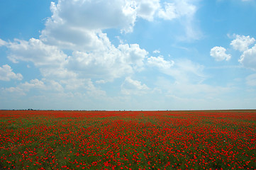 Image showing Natural summer beauty