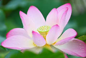 Image showing lotus flower