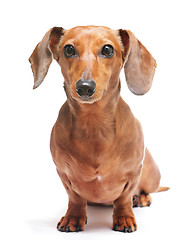 Image showing dachshund