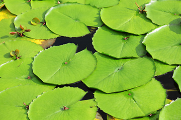 Image showing lotus leaf