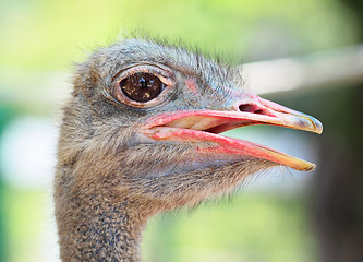 Image showing ostrich