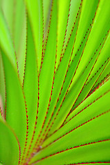 Image showing green leaf as background