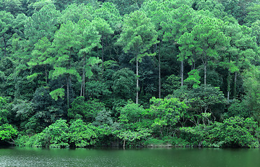 Image showing lake with wood