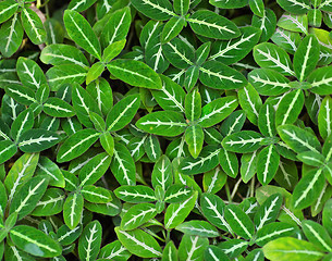 Image showing Green leaves background