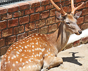 Image showing Sika Deer