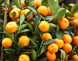 Image showing kumquat for chinese new year
